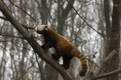 vörös panda hegymenetben